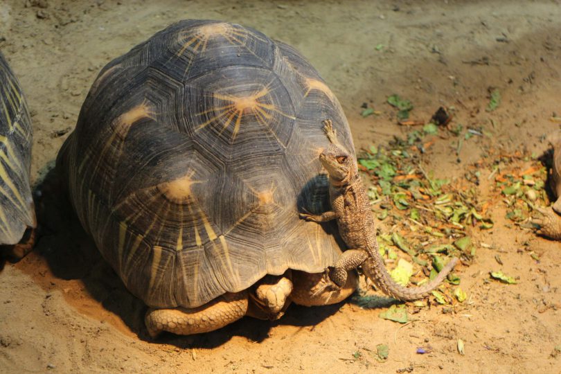 Dierentuin Berlijn